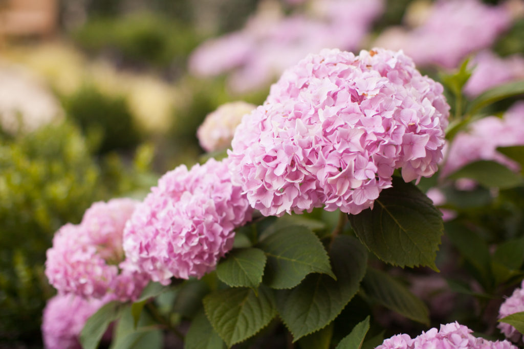 Hydrangeas 