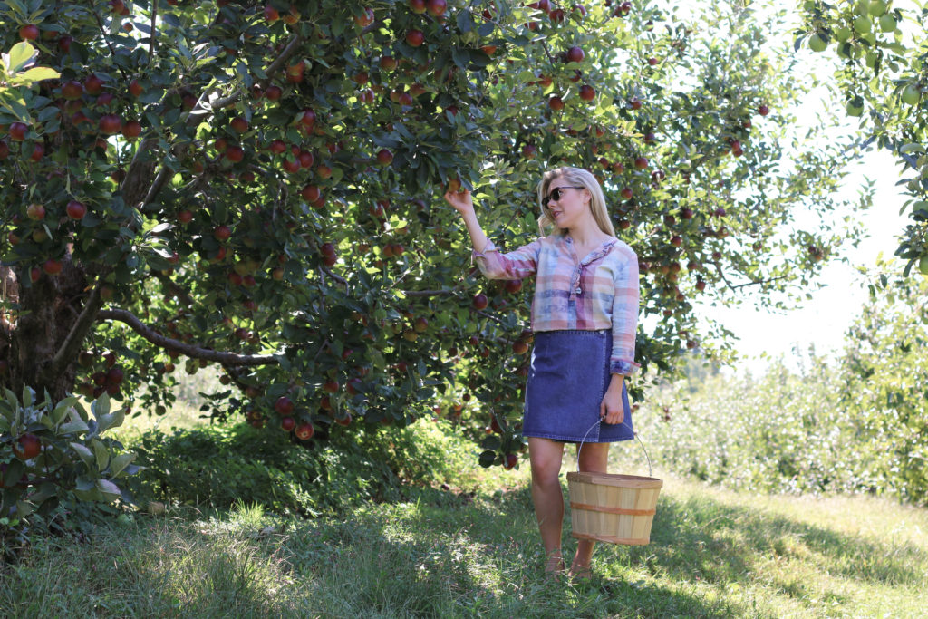 Apple Orchard