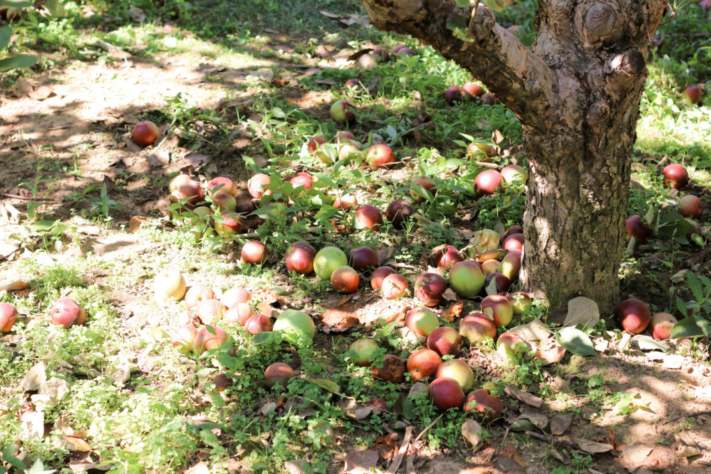 Apple Orchard