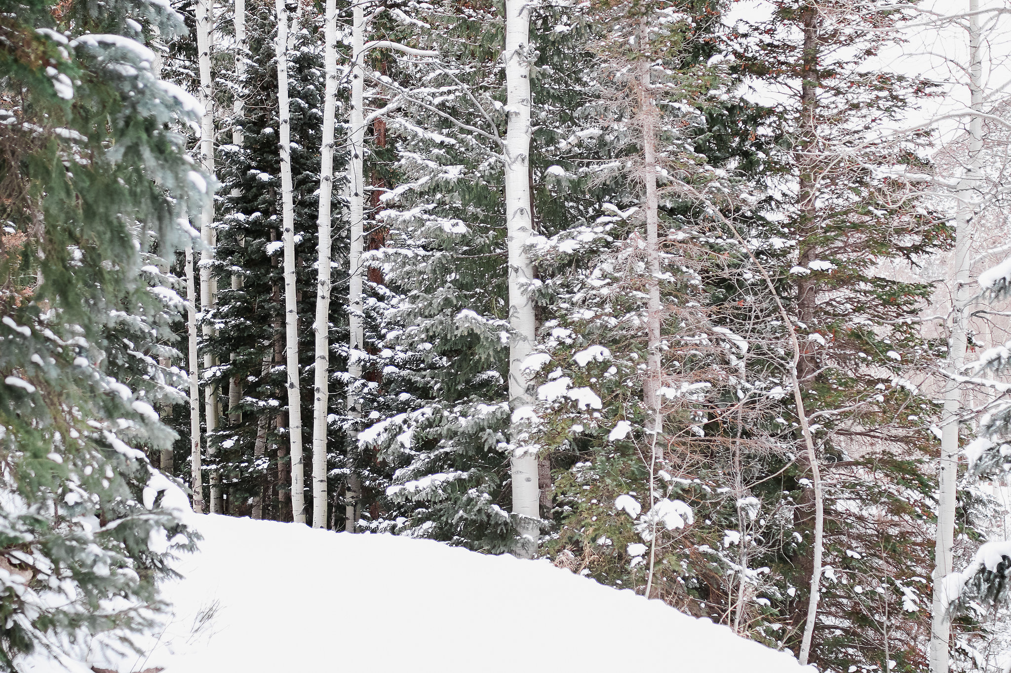 Apsen, Colorado